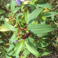 Osbeckia aspera Blume